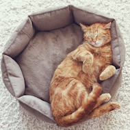 PET ACCESSORIES