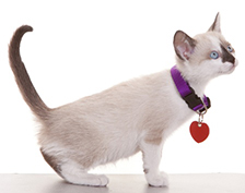 PET COLLARS & TAGS