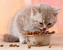 PET FOOD & WATER BOWLS 