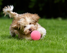 PET TOYS