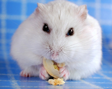 PET TREATS